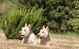 SCOTTISH TERRIER 228